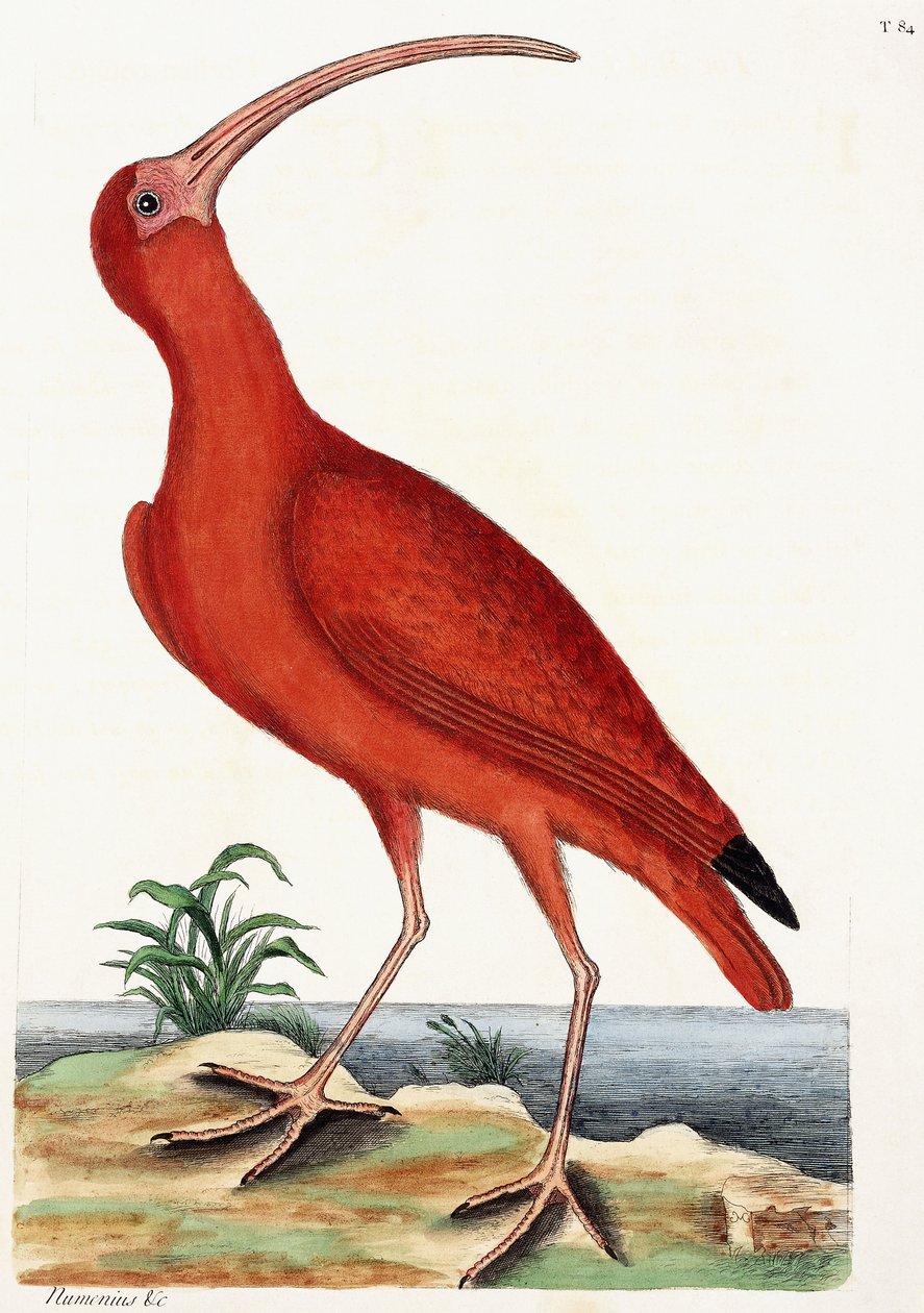 Curlew, Numenius, 1771 od Mark Catesby
