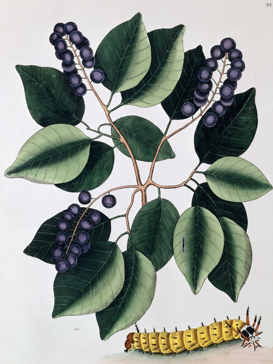 Pigeon Plum and a Great Horned Catterpillar, 1771 od Mark Catesby