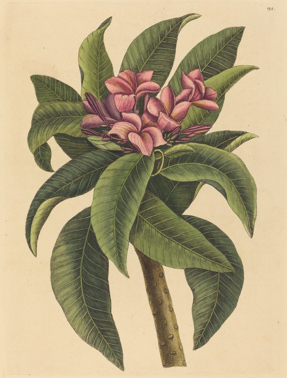 Red Frangipanni Plumeria rubra, publikovaná 1731-1743. od Mark Catesby