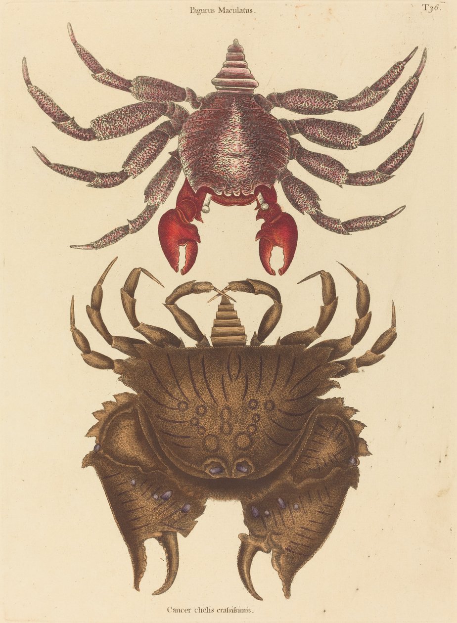 Červený strakatý skalní krab Cancer grapsus, publikoval 1731-1743. od Mark Catesby