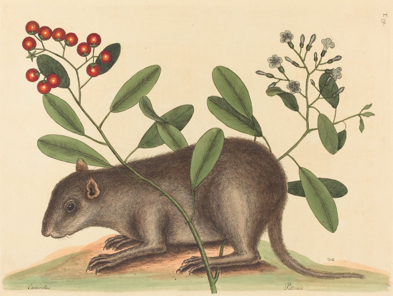 The Bahama Coney (Mus Monax) od Mark Catesby