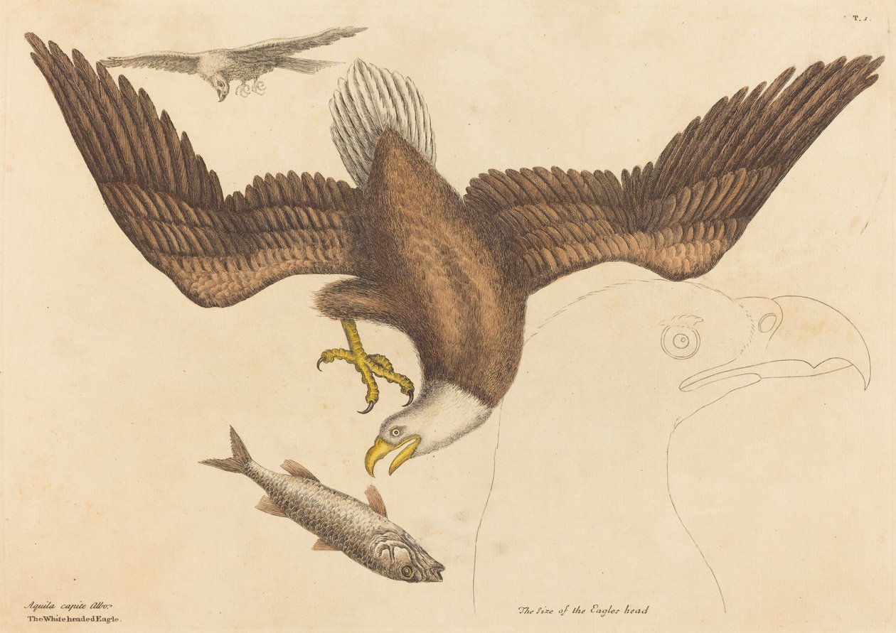 Orel bělohlavý Falco leucocephalus, publikovaný 1731-1743. od Mark Catesby