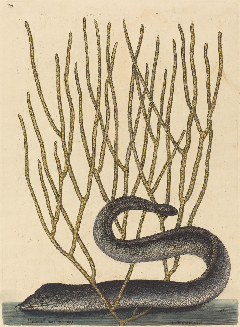 Černý Muray od Mark Catesby