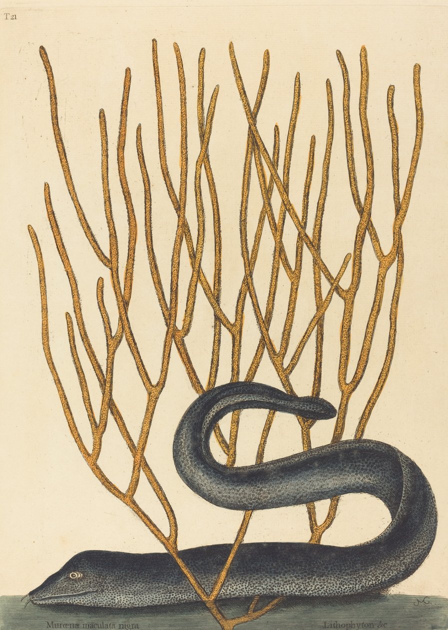 The Black Murai Moorene Helena Varietus, publikoval 1754. od Mark Catesby