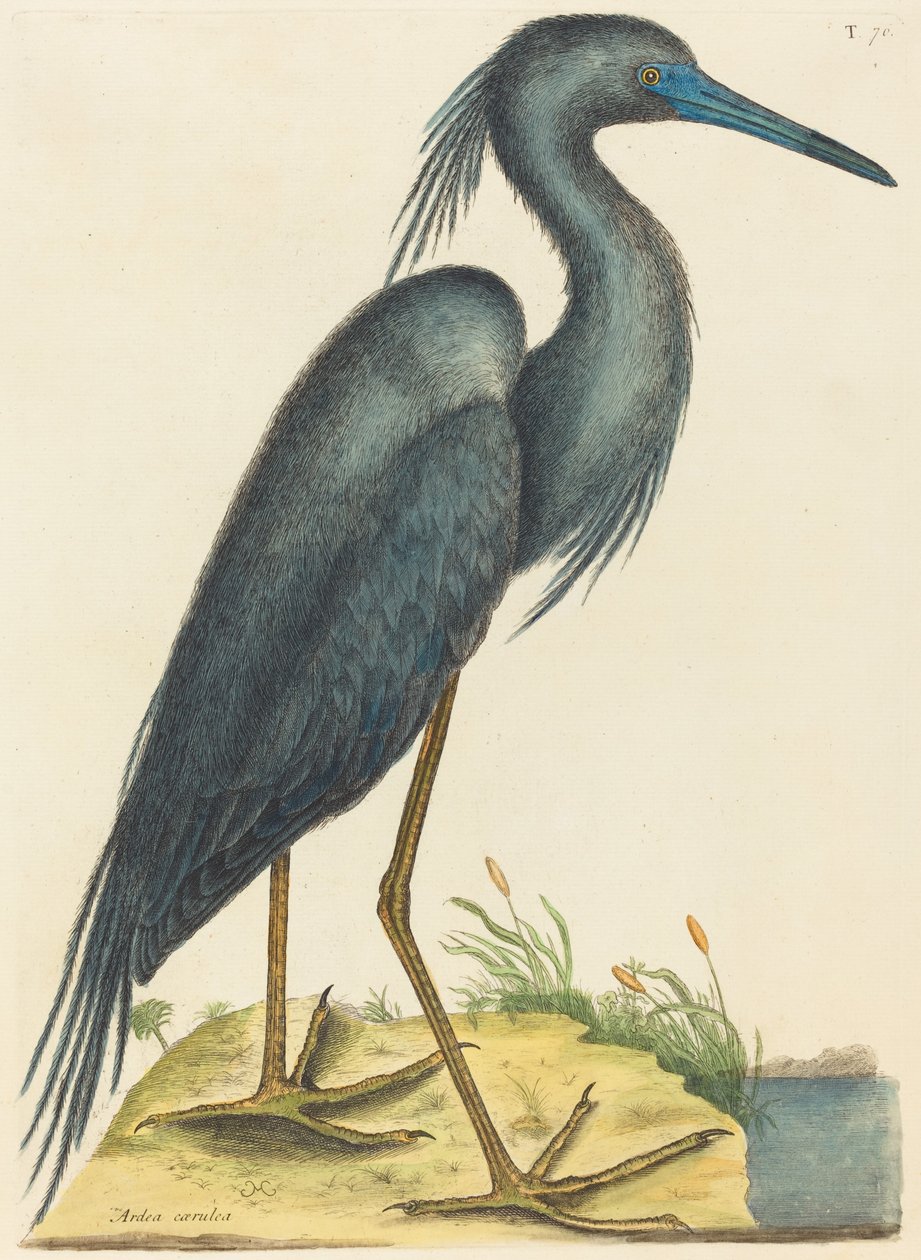 The Blue Heron Ardea coerulea, publikoval 1731-1743. od Mark Catesby