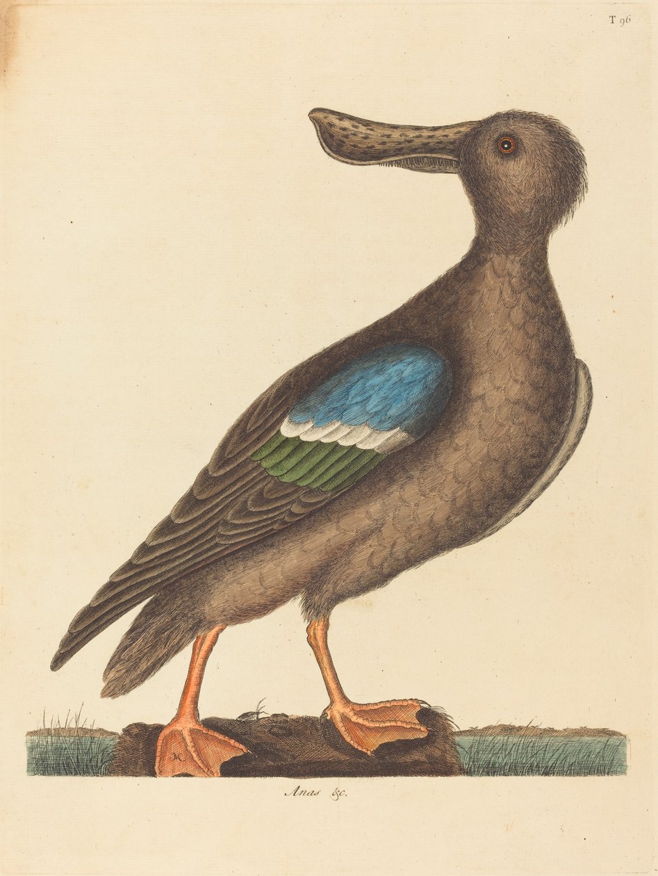 The Blue Winged Shoveler Anas clypeata foemina, publikoval 1754. od Mark Catesby