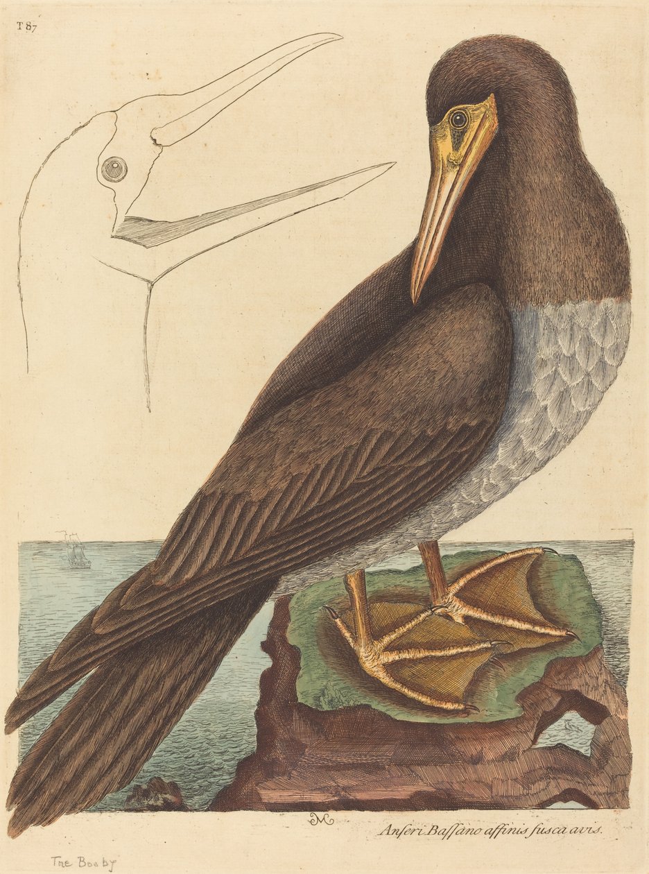 The Booby Pelecanus Sula, publikoval 1731-1743. od Mark Catesby