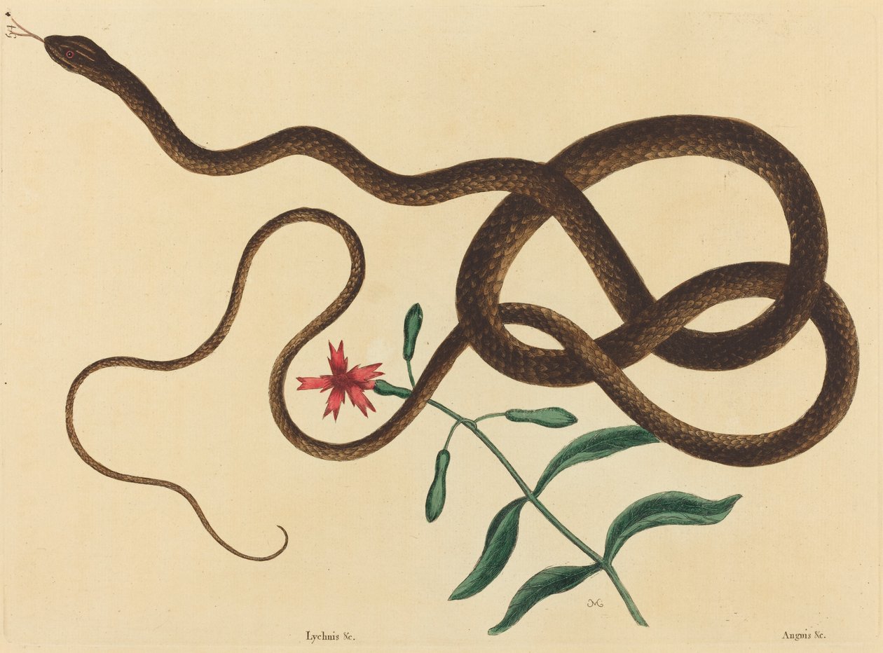 The Coach-Whip Snake (Coluber flagellum) od Mark Catesby