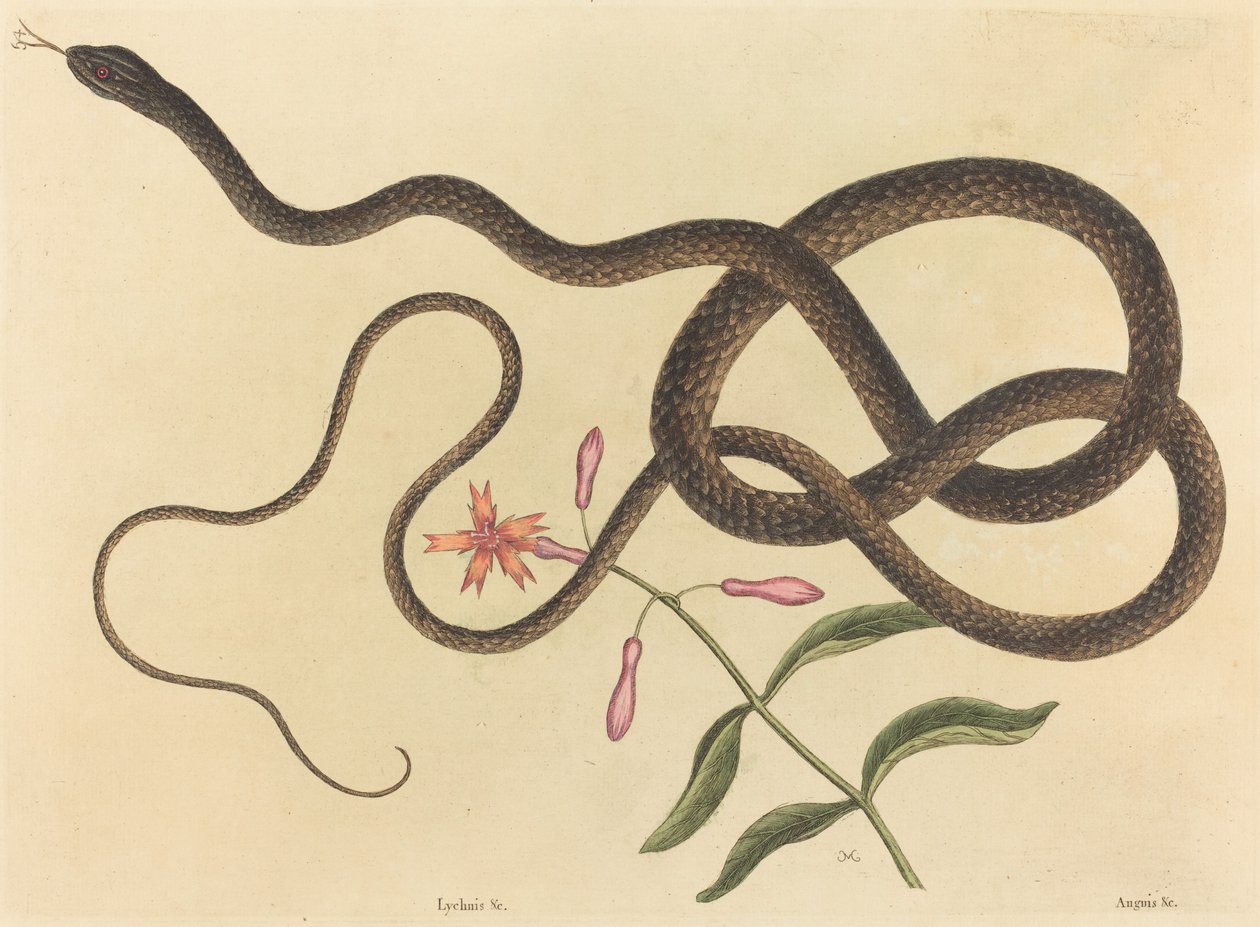 The Coach-Whip Snake Coluber flagellum, publikované 1731-1743. od Mark Catesby