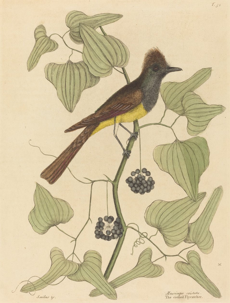 Lejsek chocholatý (Muscicapa cristata) od Mark Catesby