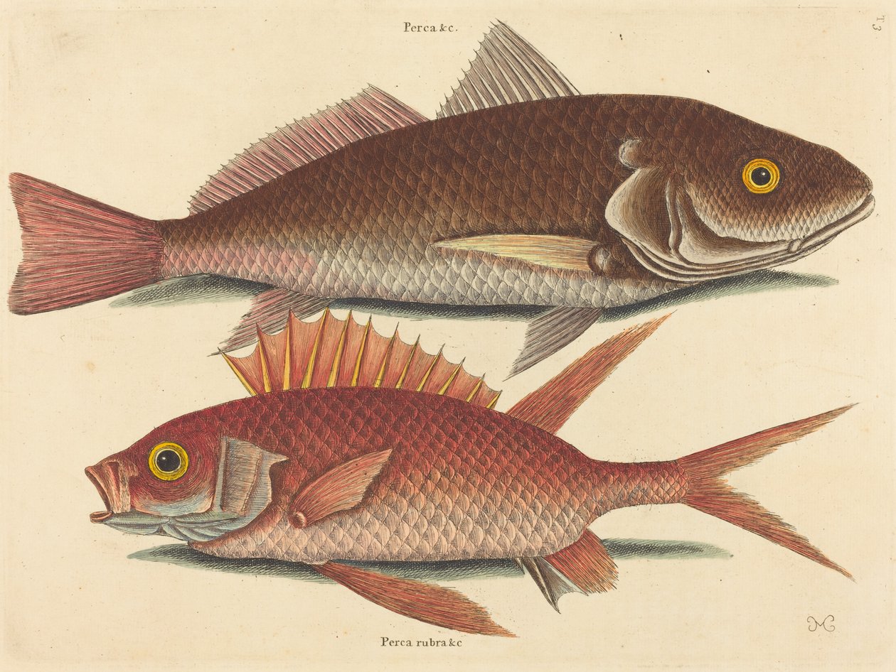 The Croker Perca undulata, publikoval 1731-1743. od Mark Catesby