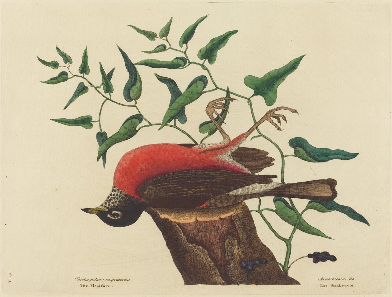 The Fieldfare of Carolina Turdus migratorius, publikoval 1731-1743. od Mark Catesby