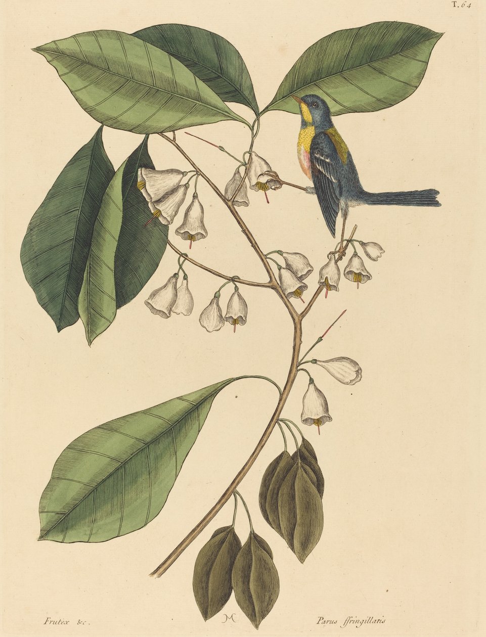 Pěnkava (Parus americanus) od Mark Catesby