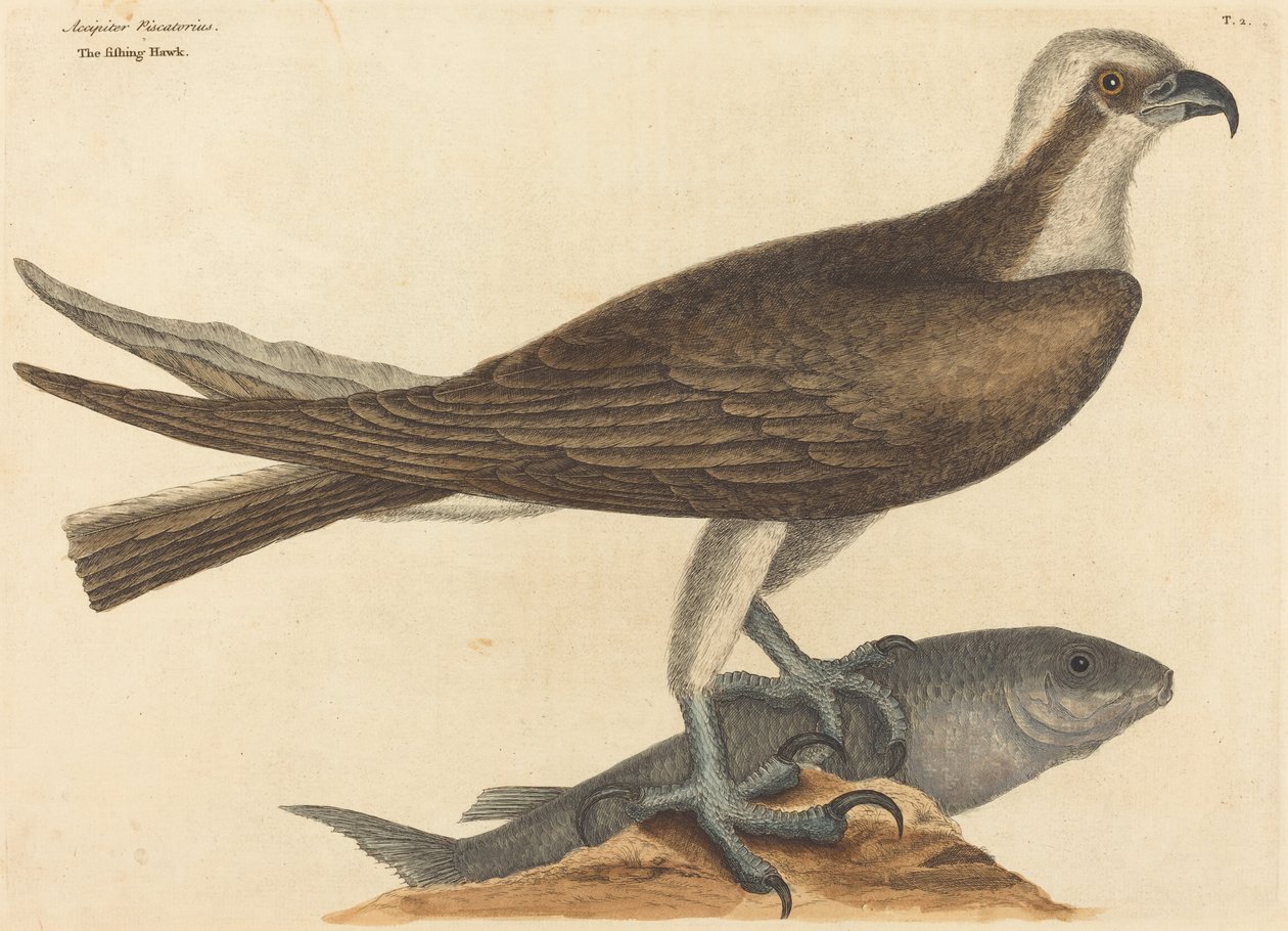 Rybářský jestřáb (Falco haliaetus) od Mark Catesby