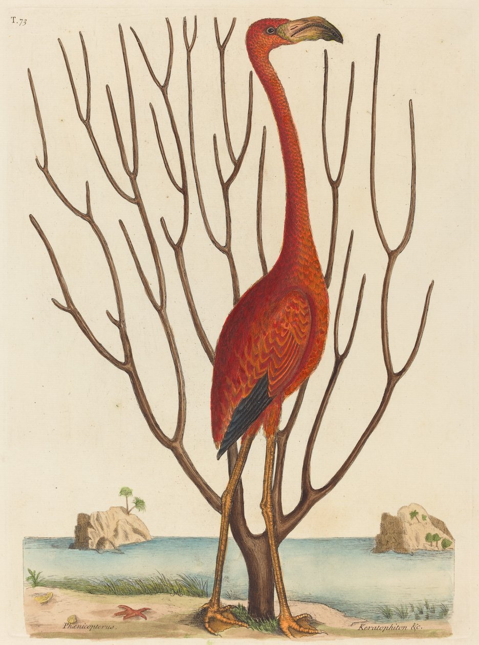 Flamingo (Phoenicopterus ruber) od Mark Catesby