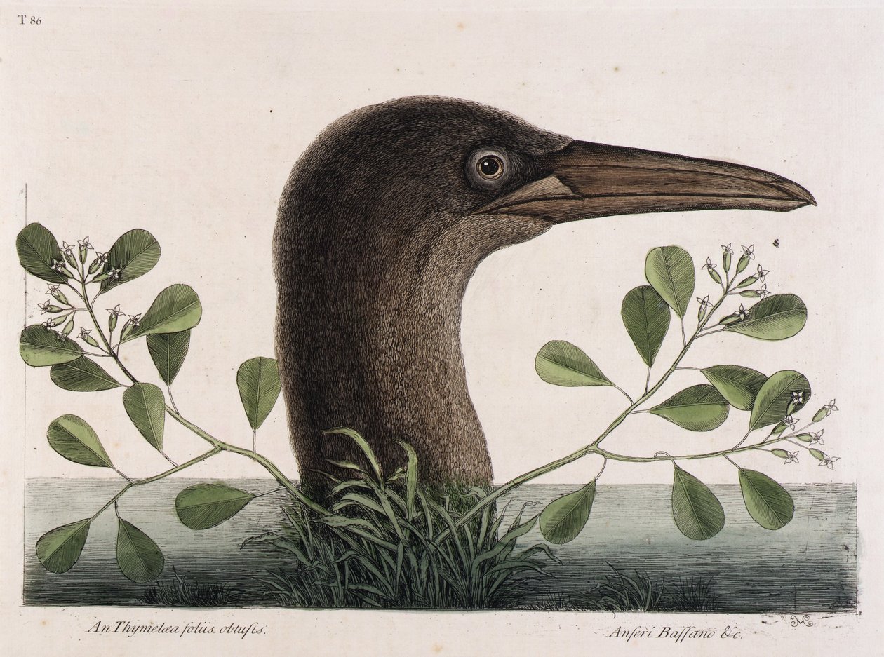 Sýkora koňadra (An Thymelaea foliis obtusis, Anseri Bassano  c.) od Mark Catesby