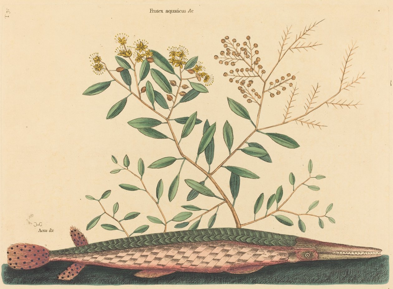 The Green Gar Fish Esox osseus, publikoval 1731-1743. od Mark Catesby