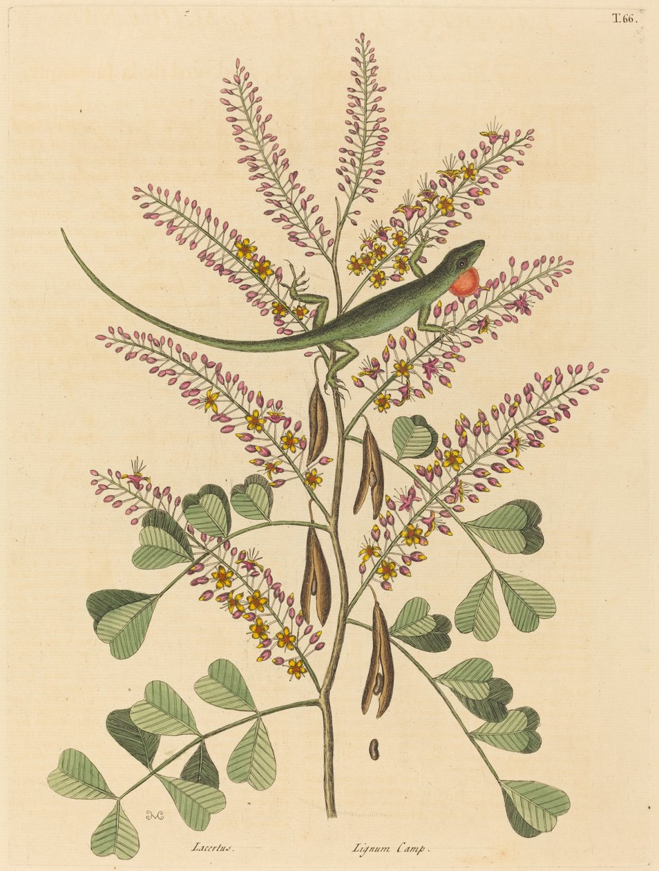 Zelená ještěrka z Jamajky Lacerta bullaris, publikovaná 1731-1 od Mark Catesby