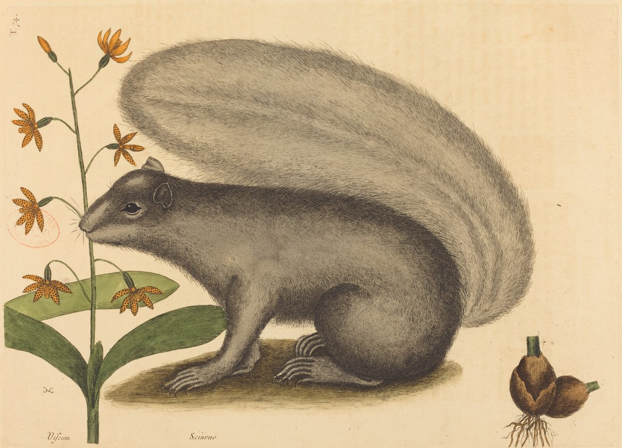 Liška šedá (Sciurus cinereus) od Mark Catesby