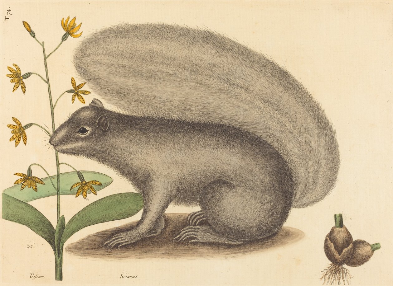 Veverka šedá Liška Sciurus cinereus, publikovaná 1731-1743. od Mark Catesby