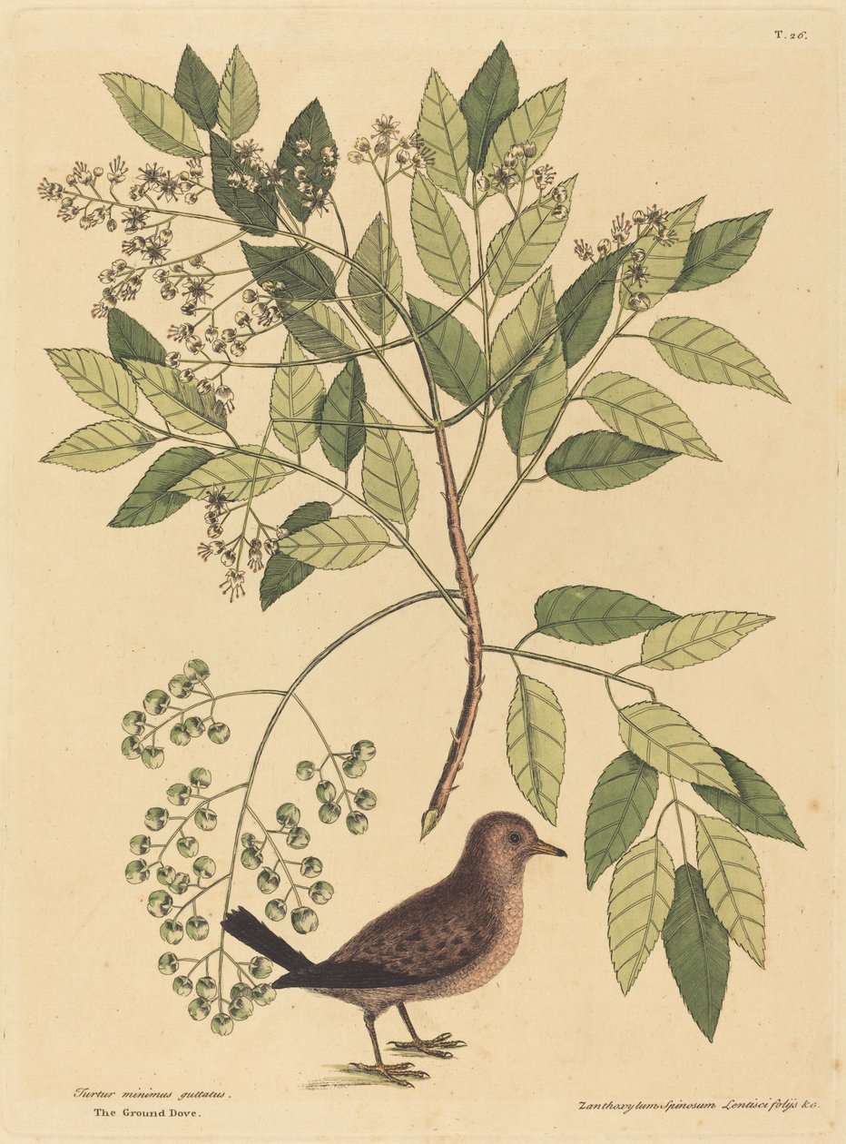 holubice zemní (Columba passerina) od Mark Catesby