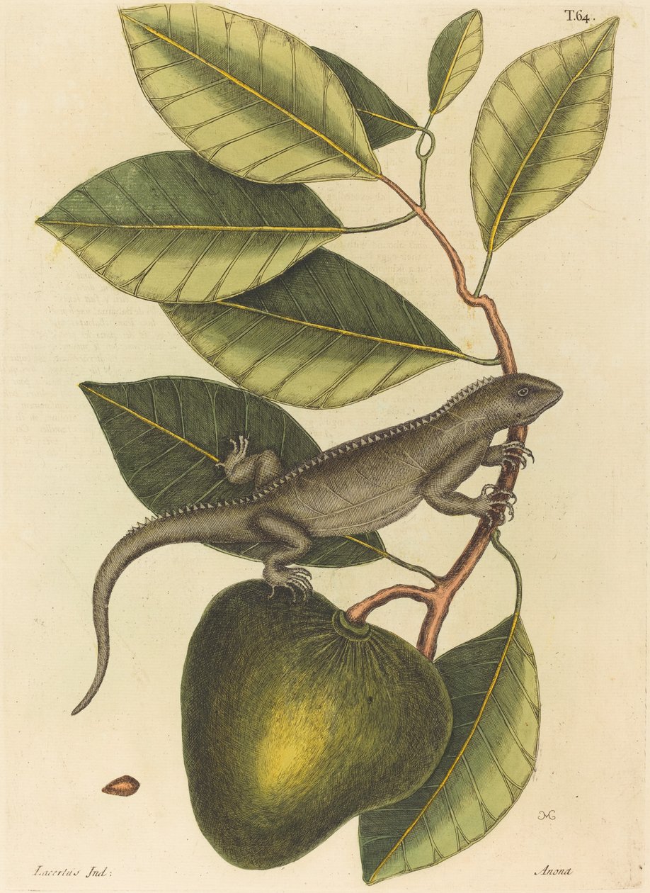 Guana Lacerta Iguana, publikovaná 1731-1 od Mark Catesby