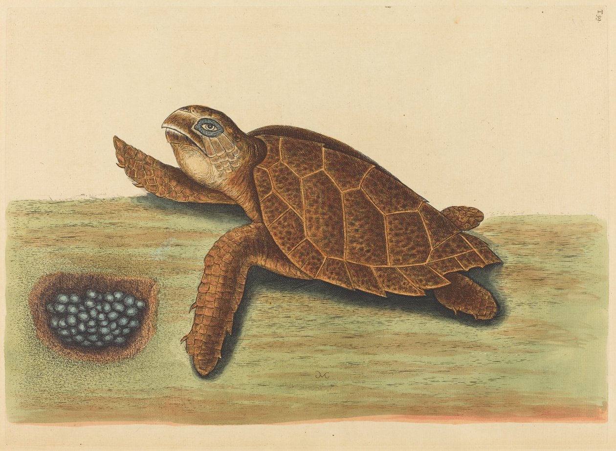 The Hawks-bill Turtle Testudo caretta, publikovaná 1731-1743. od Mark Catesby