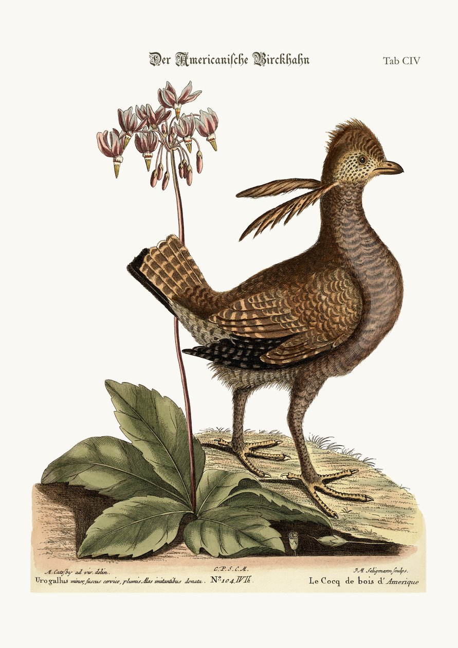 Heathcock, 1749-73 od Mark Catesby