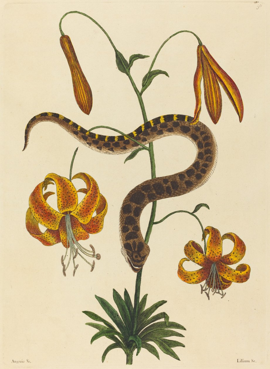 Prasečí had (Boa contortrix) od Mark Catesby