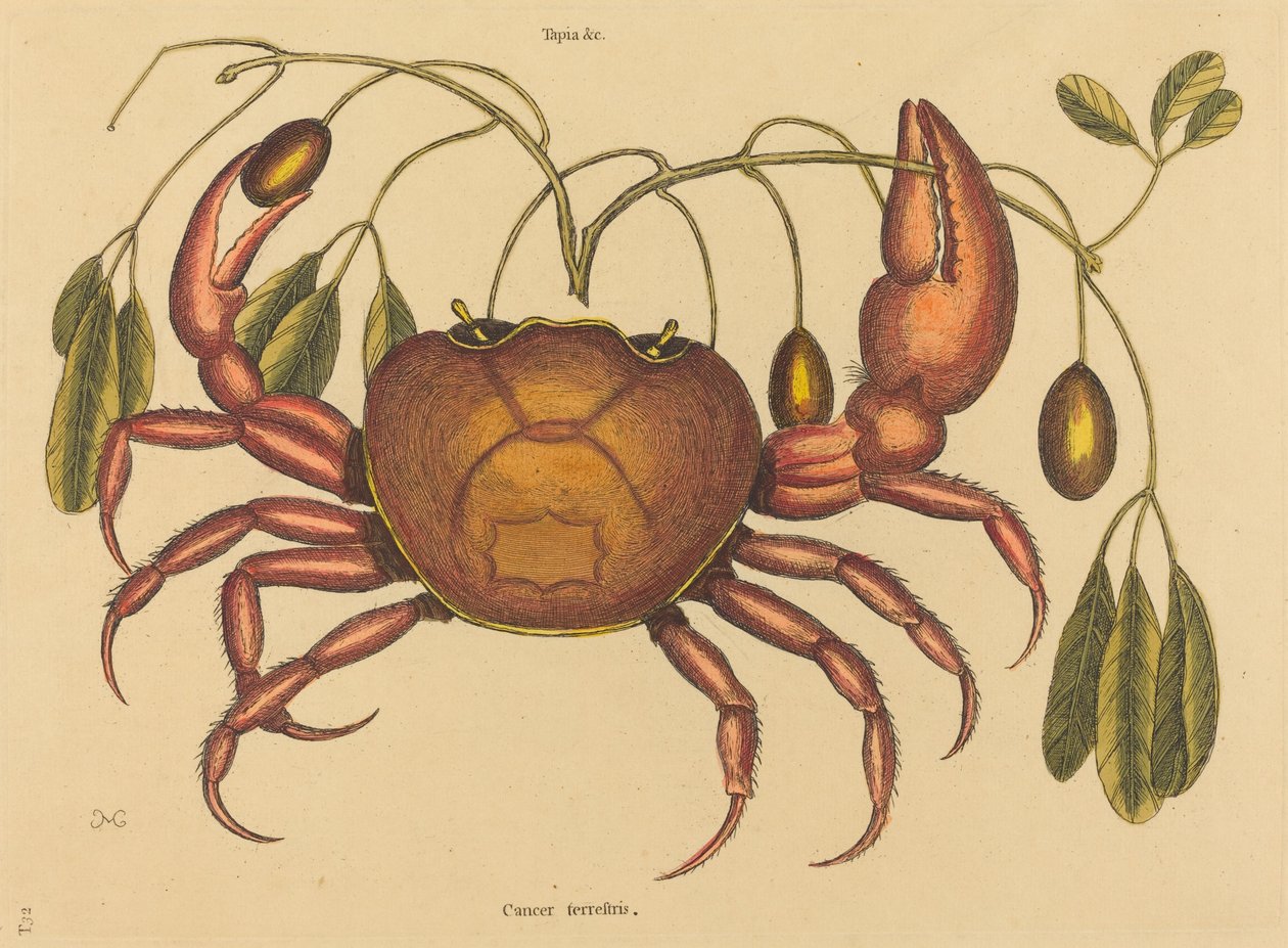 The Land-crab Cancer ruricola, publikovaná 1731-1743. od Mark Catesby