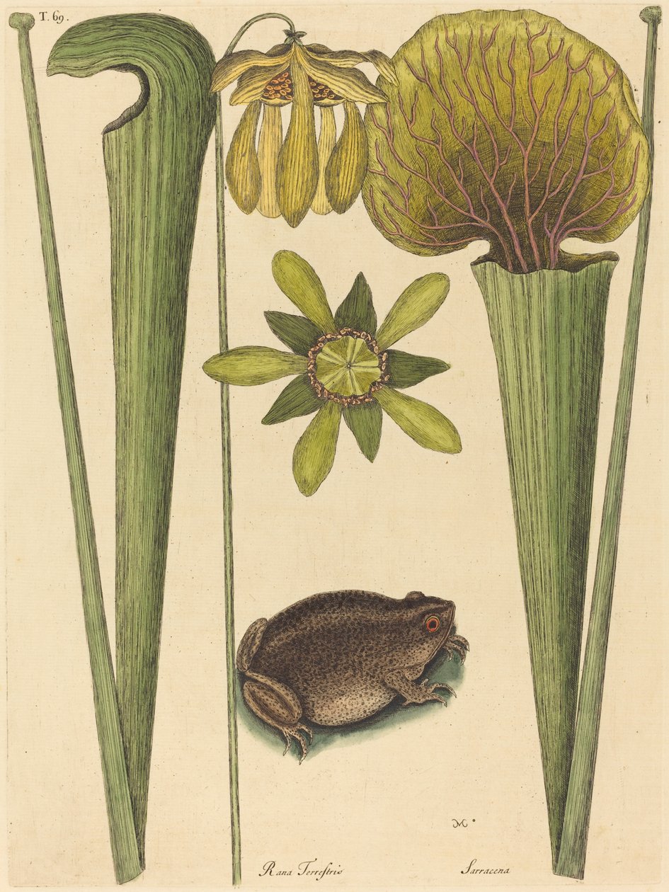 Land Frog Rana, publikoval 1731-1743. od Mark Catesby