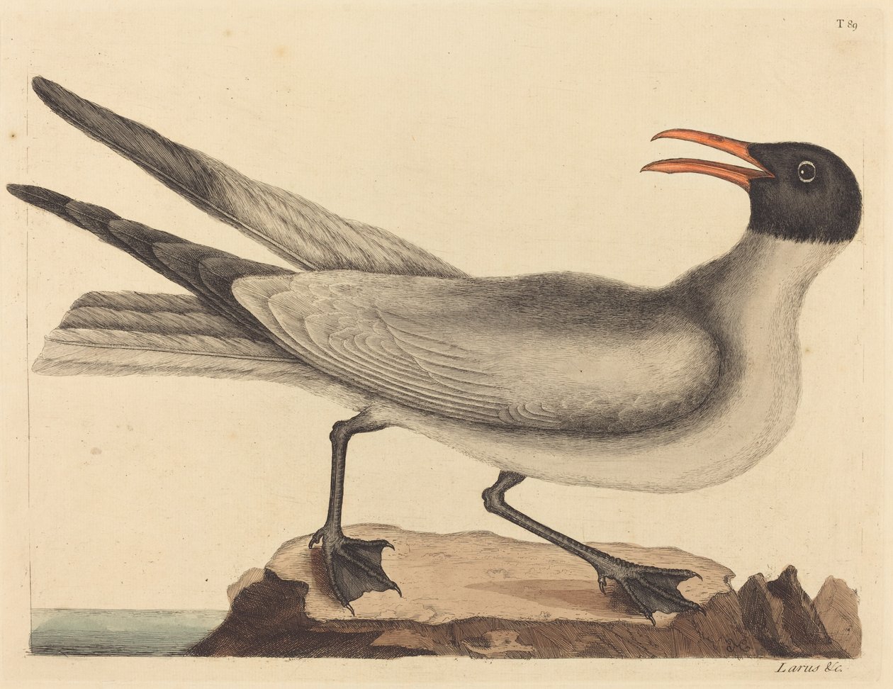 Racek smějící se (Larus articilla) od Mark Catesby