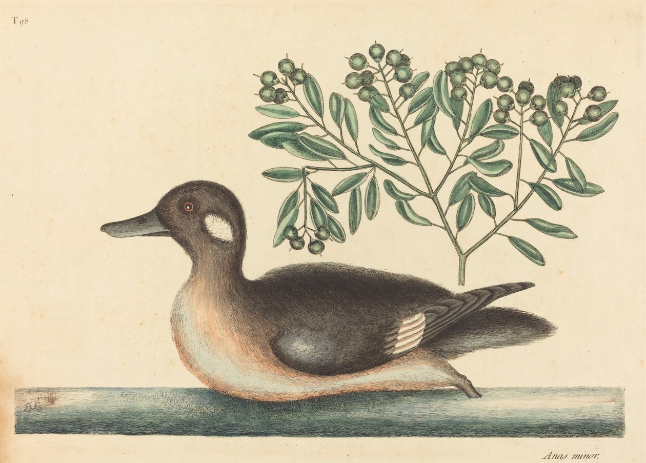 Malá hnědá kachna Anas rustica, publikoval 1754. od Mark Catesby