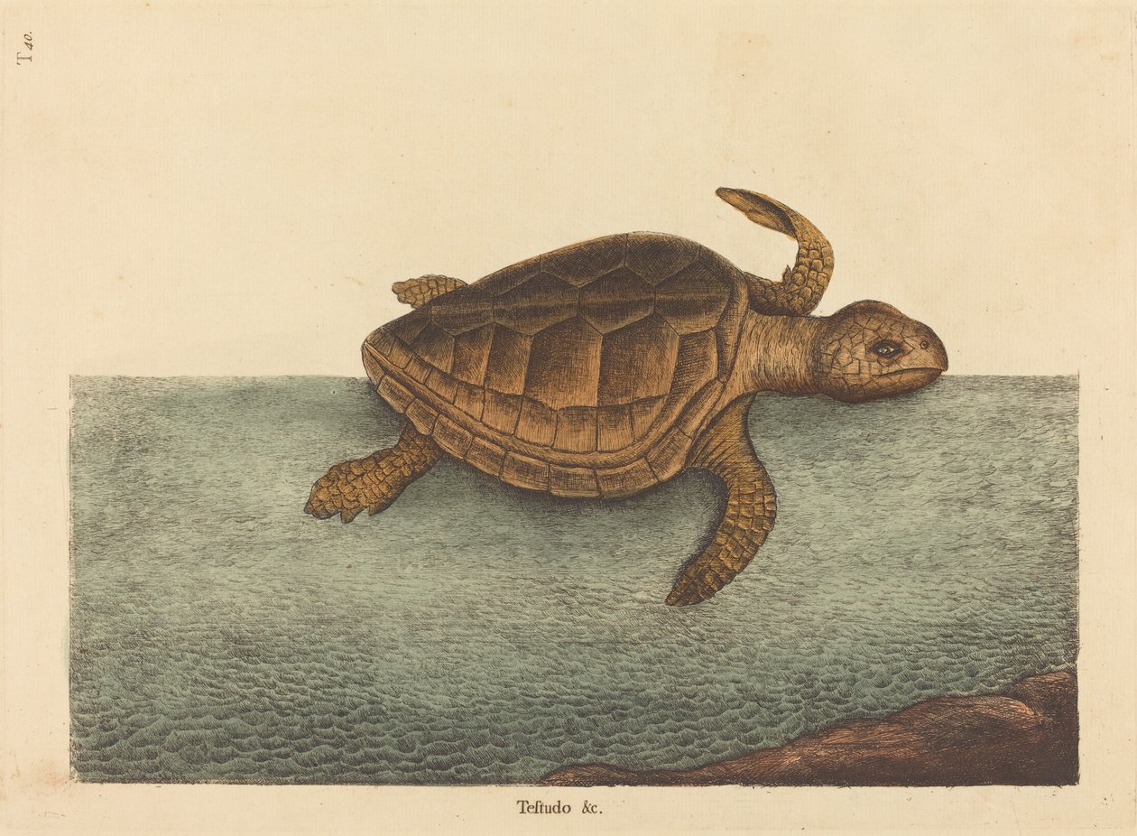 Želva dřevorubecká (Testudo Cavanna) od Mark Catesby