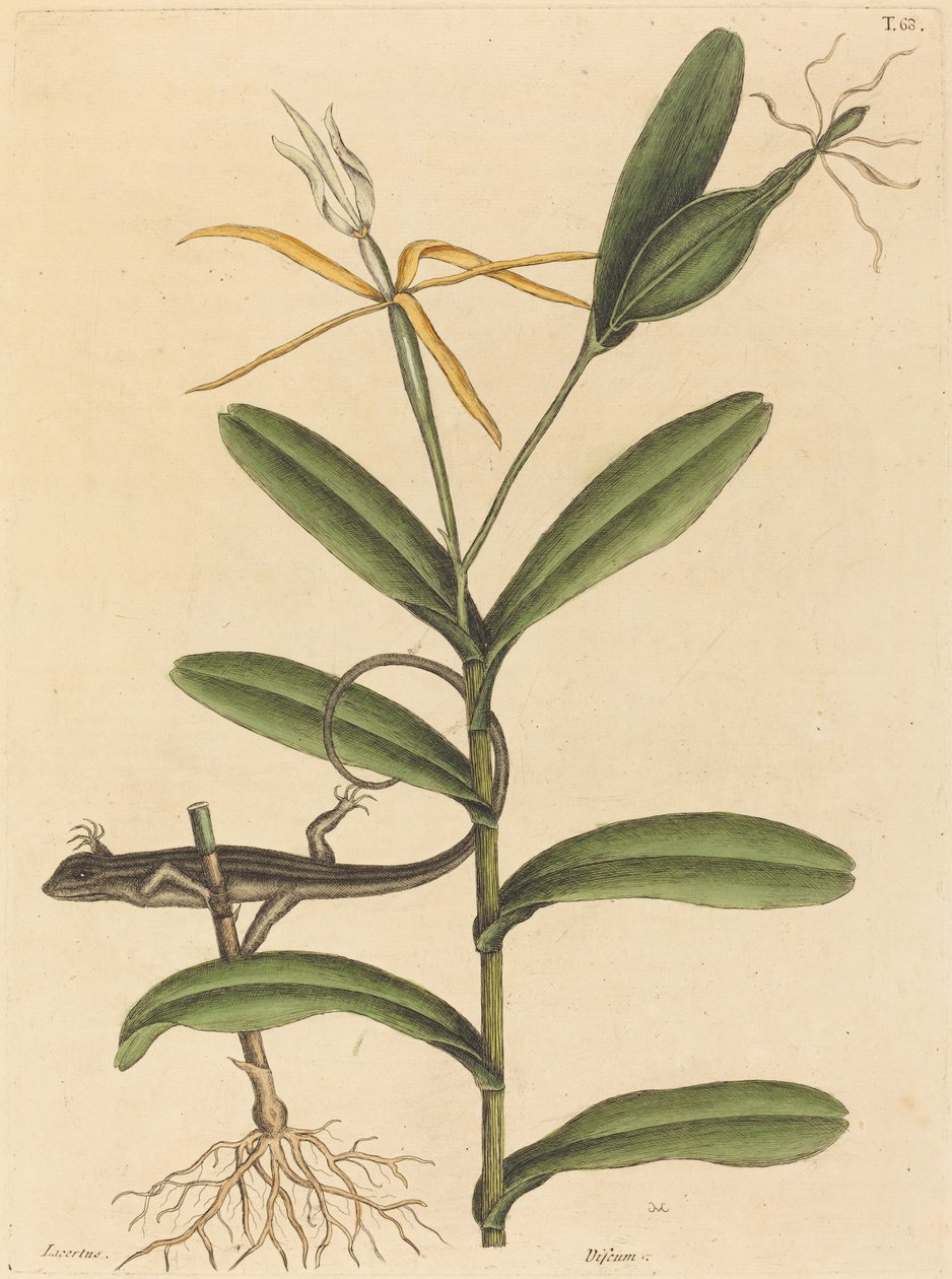 Lyonská ještěrka (Lacerta 6-lineata) od Mark Catesby
