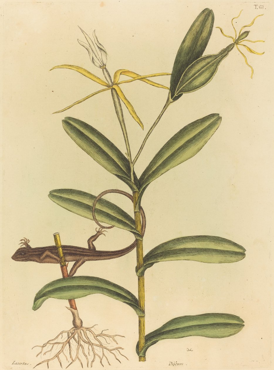 Lyonská ještěrka (Lacerta 6-lineata) od Mark Catesby
