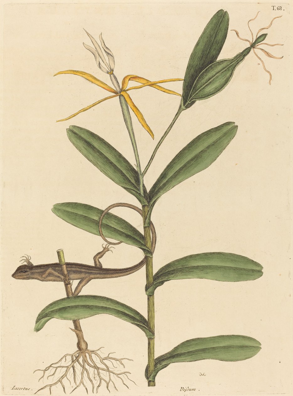 Lyonská ještěrka (Lacerta 6-lineata) od Mark Catesby