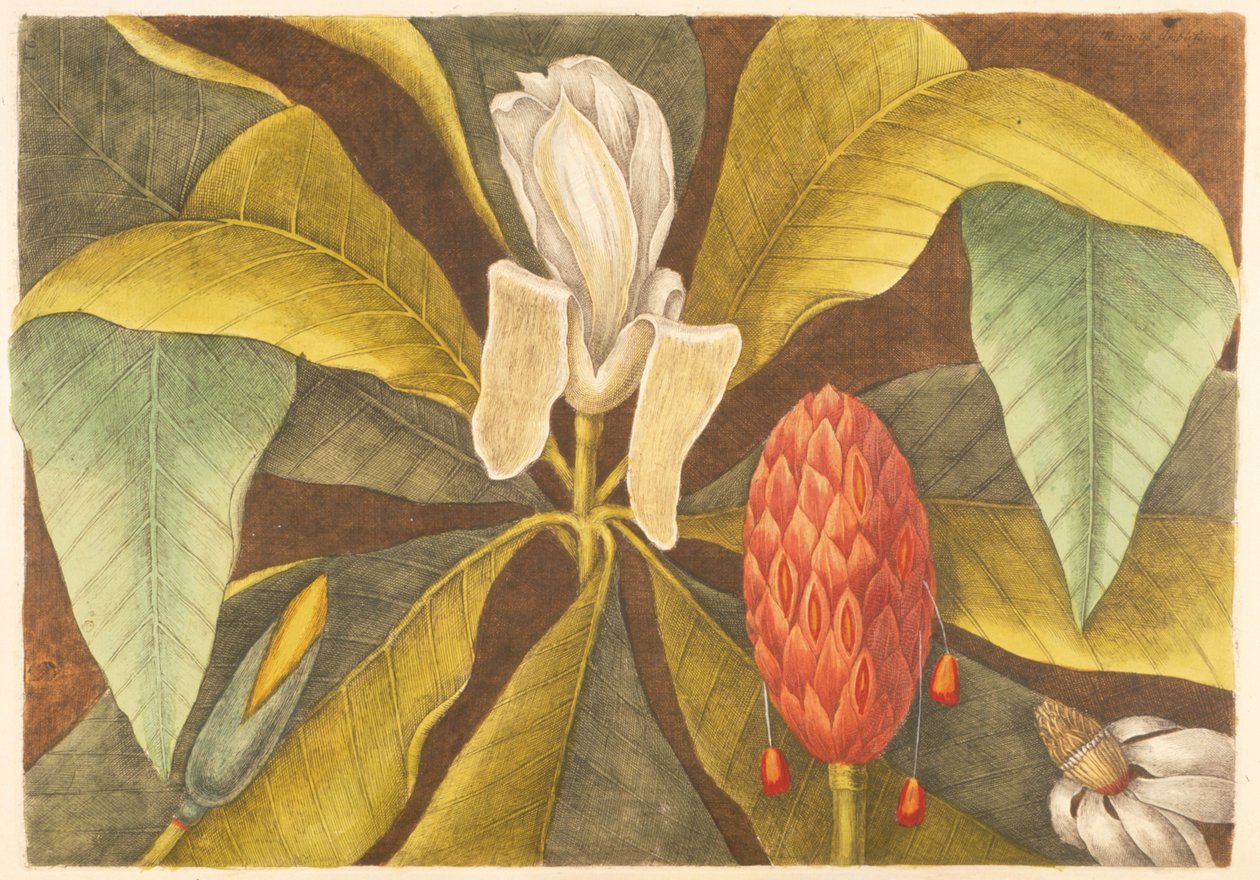 Magnolia, deska 68, sv. 1 z „Přírodní historie Karolíny, Floridy a Baham“ od Mark Catesby