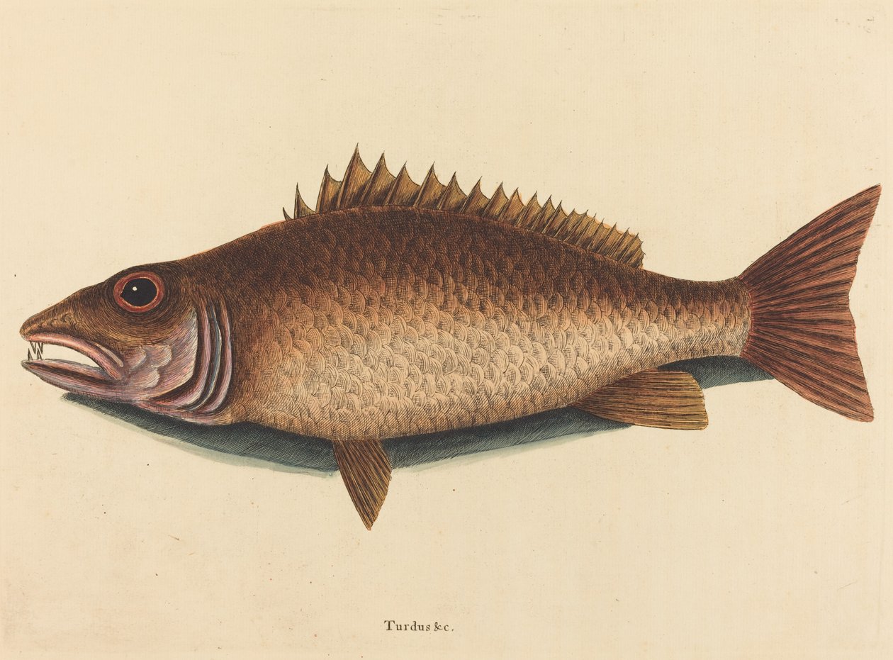 Chňapal mangrovový (Labrus griseus) od Mark Catesby