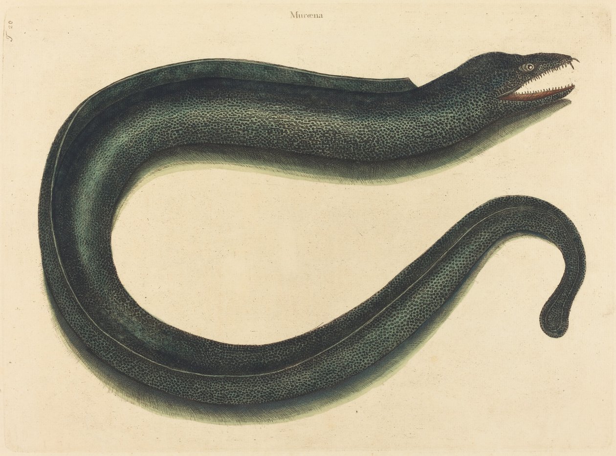 Murray (Muraina Helena) od Mark Catesby