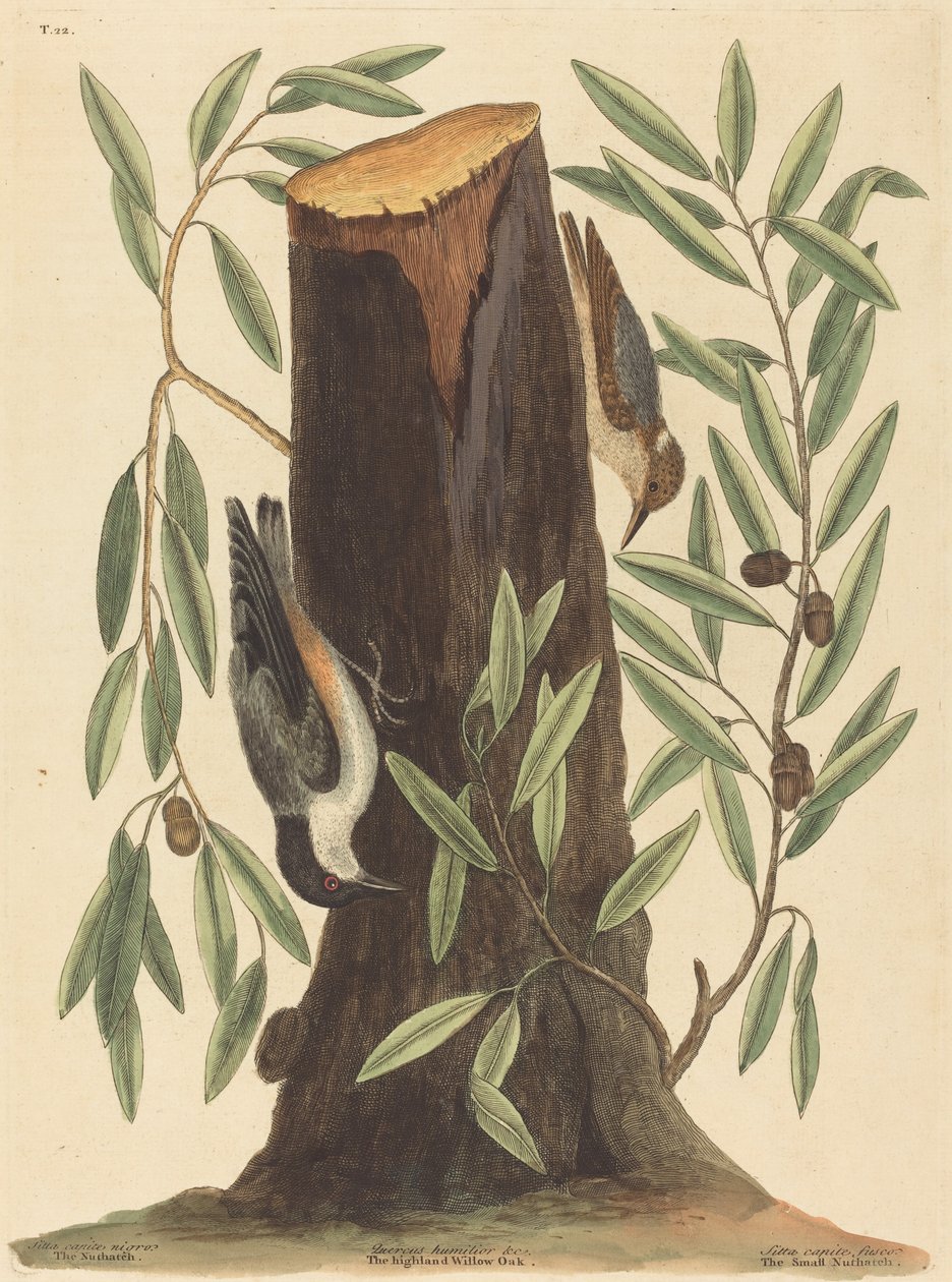 Brhlík lesní Sitta Europaea, vydaný v roce 1754. od Mark Catesby