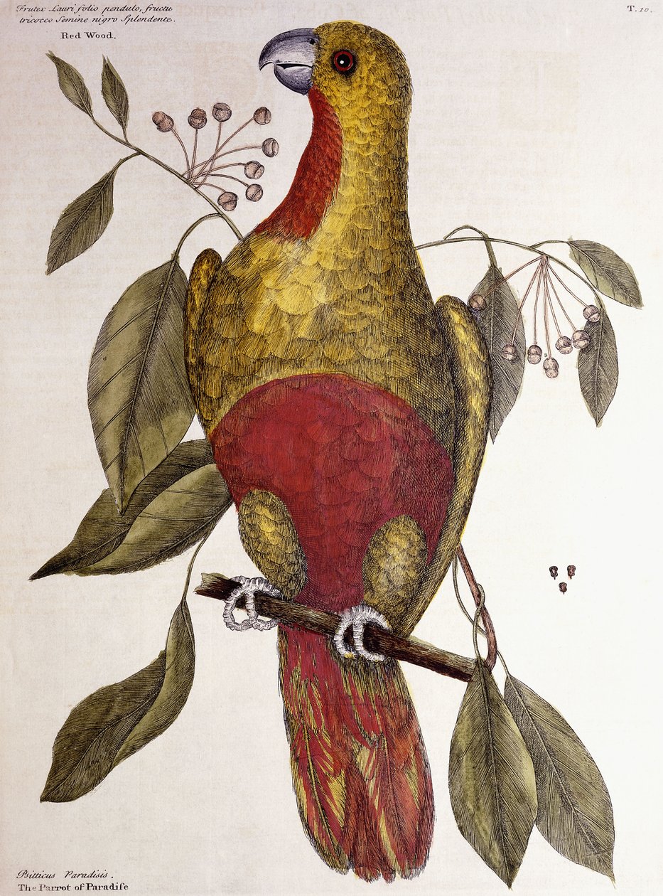 Papoušek ráje, 1771 od Mark Catesby