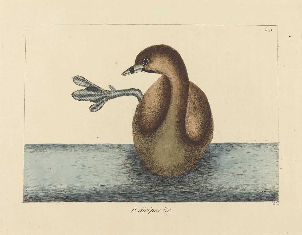 Strakatý Dobchick (Colymbus podiceps) od Mark Catesby