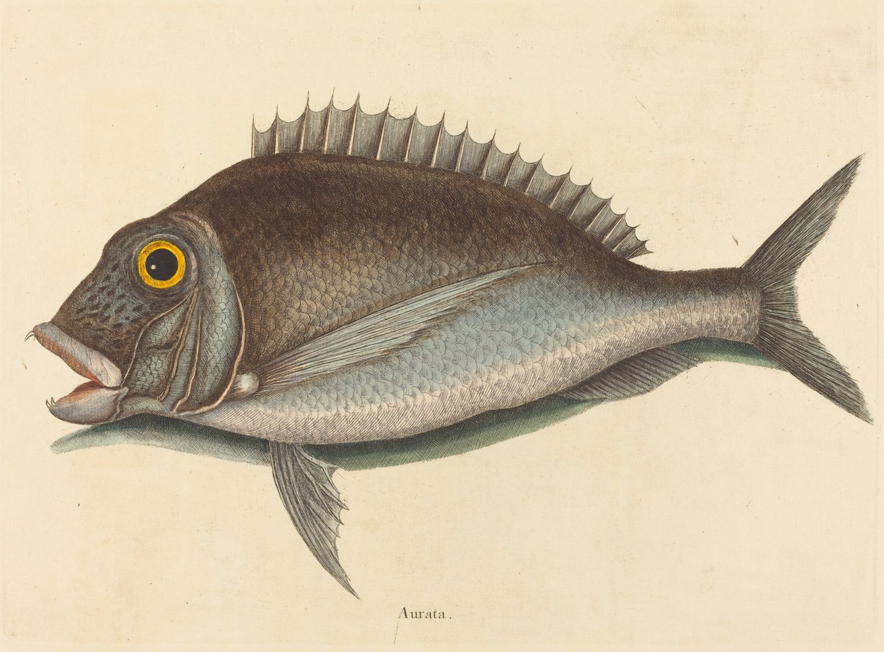 Porgy Sparus chrysops, publikoval 1754. od Mark Catesby