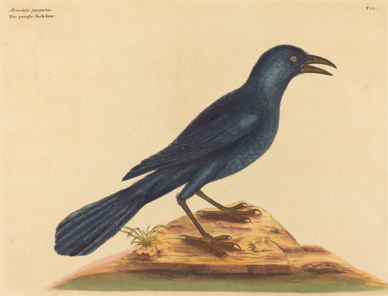The Purple Jack Daw Gracula Quiscula, vydaný 1731-1 od Mark Catesby