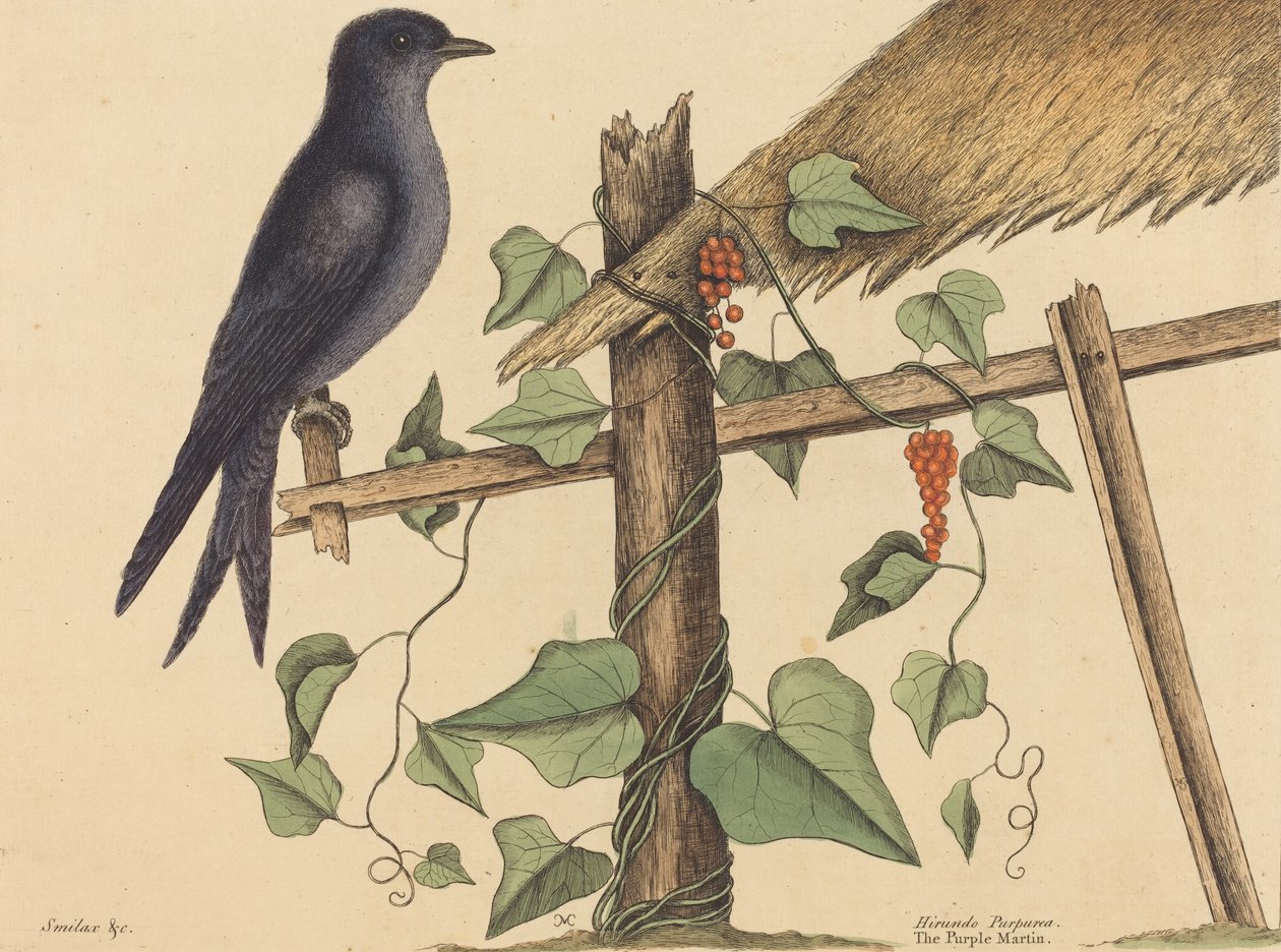 The Purple Martin Hirundo Purpurea, vydaný 1731-1 od Mark Catesby