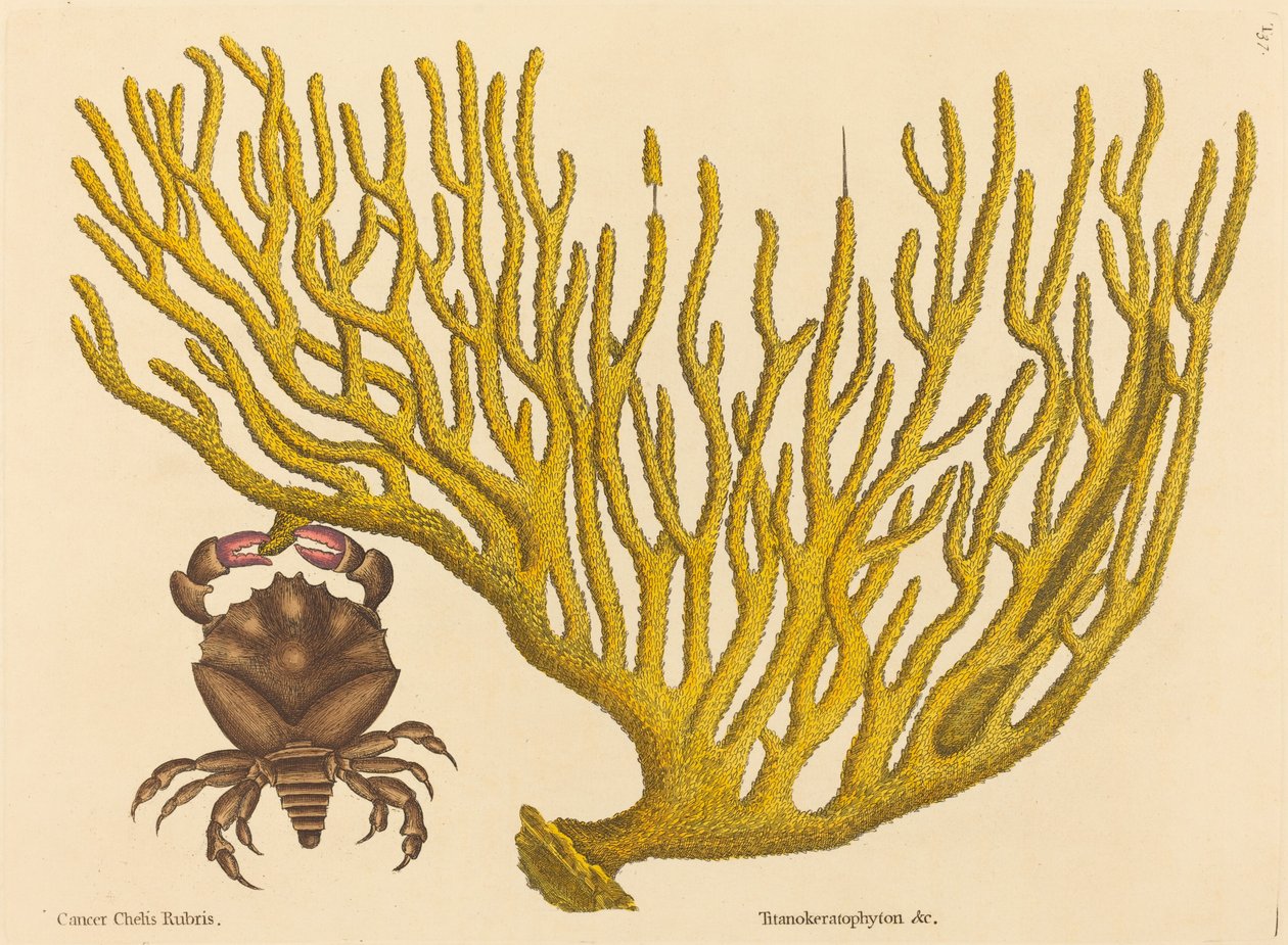 The Red Clawed Crab (Cancer erythropus) od Mark Catesby