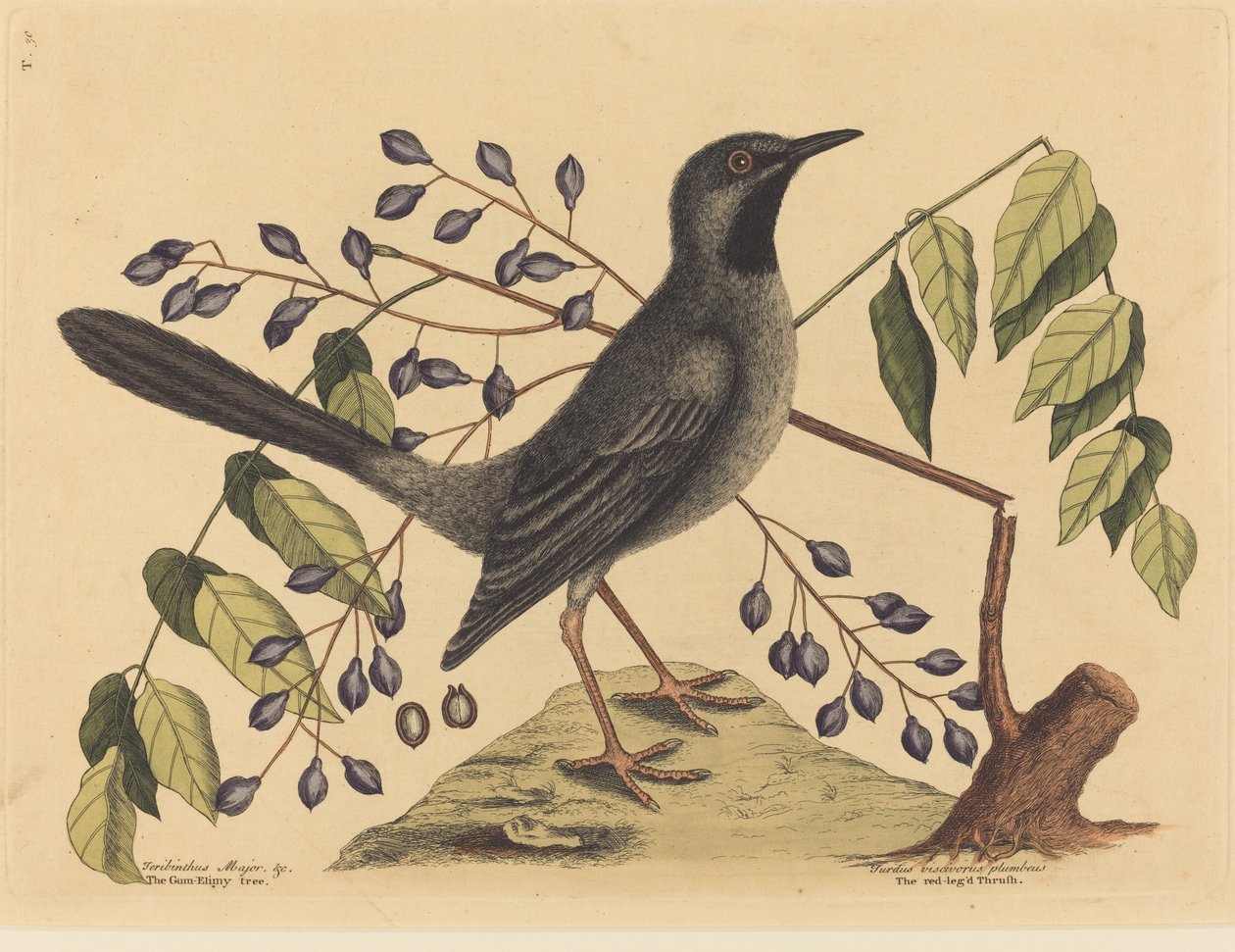 Drozd červený Turdus plumbeus, vydaný 1731-1743. od Mark Catesby