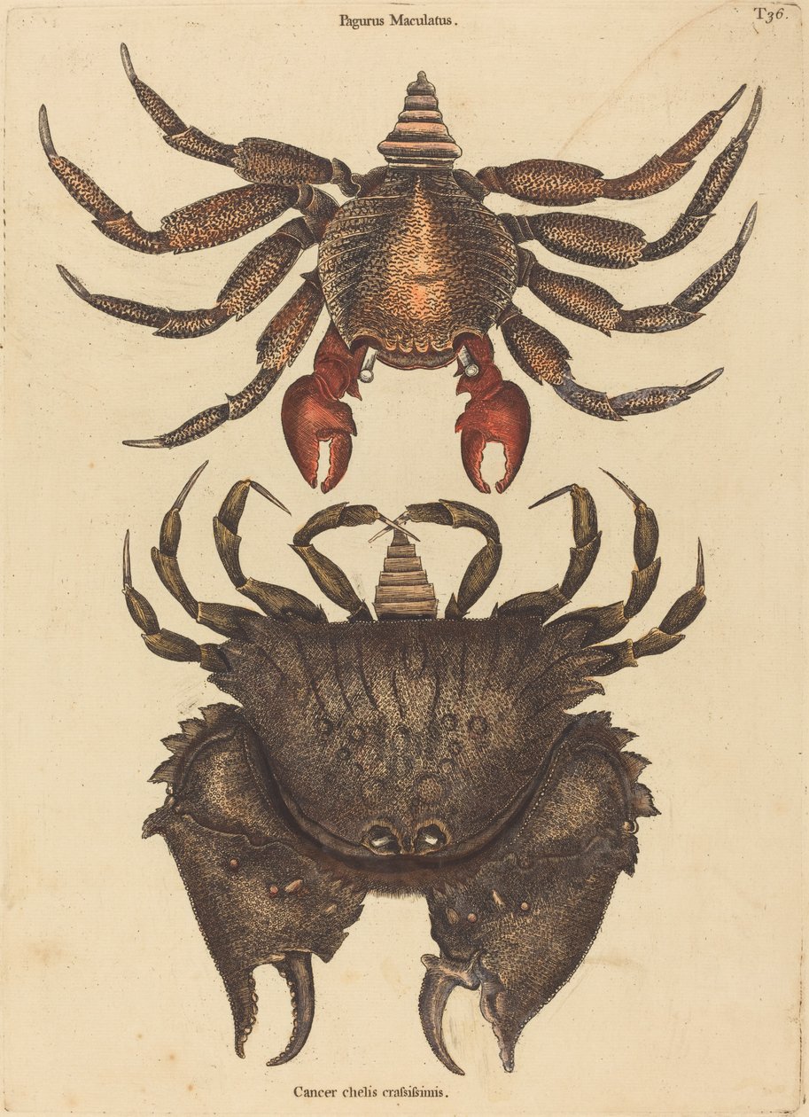 Skalní krab červený strakatý (Cancer grapsus) od Mark Catesby