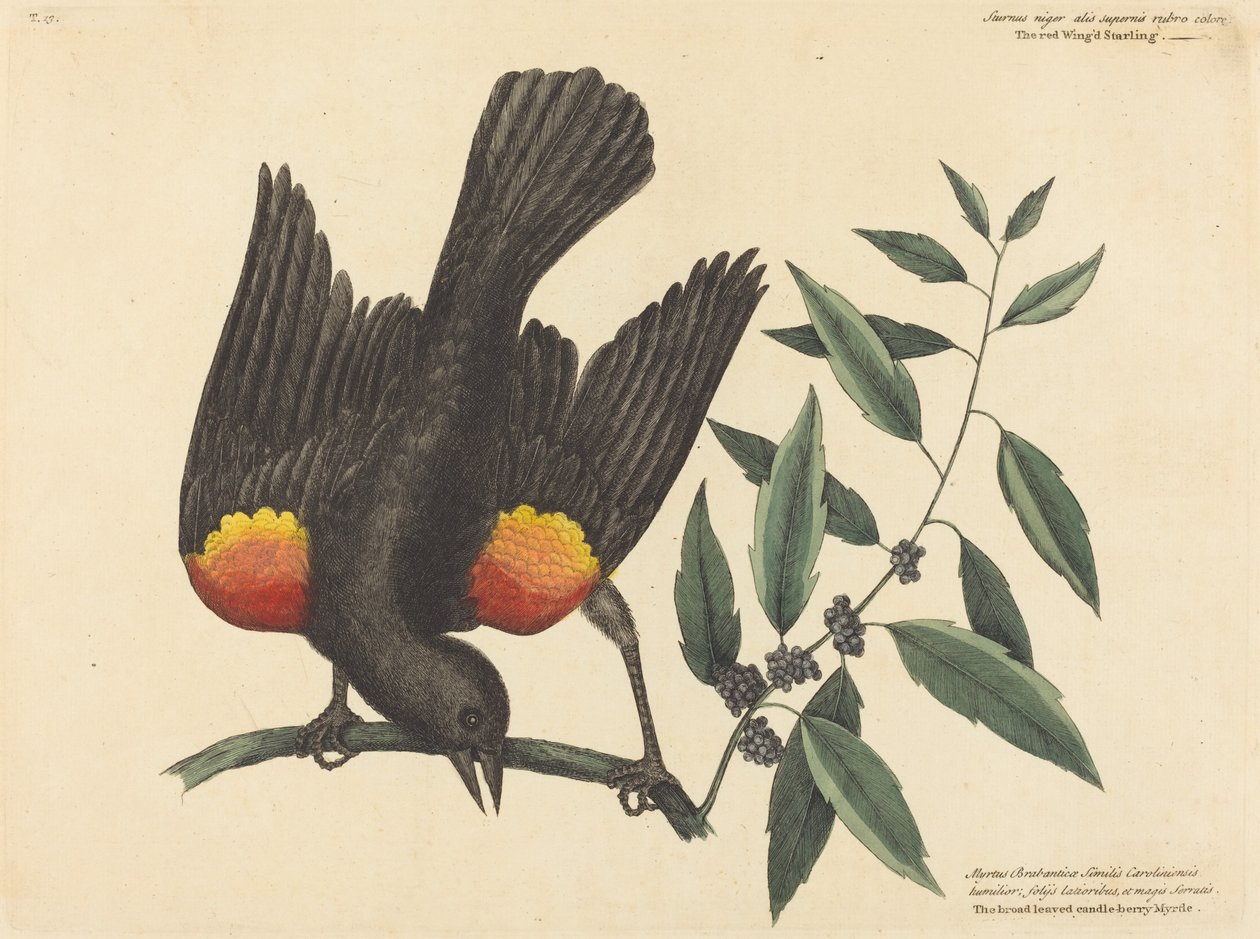 Starling Red Winged Starling Oriolus phoeniceus, vydaný v roce 1754. od Mark Catesby
